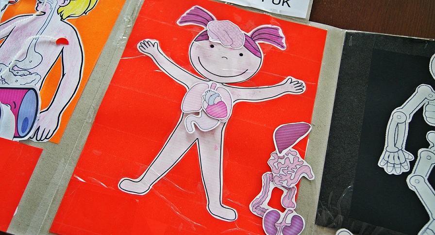 Zrób dziecku lapbook – przedszkolak poznaje ciało człowieka